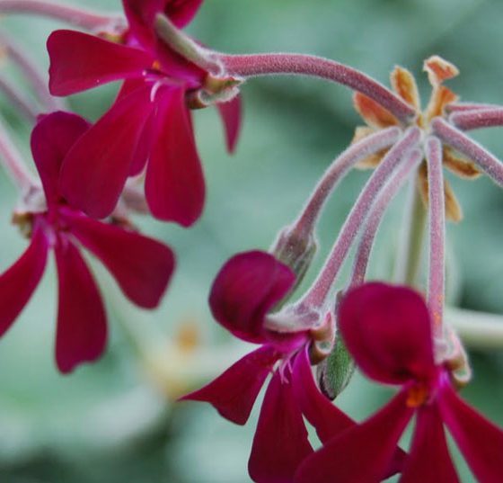 pelargonium-sidoides