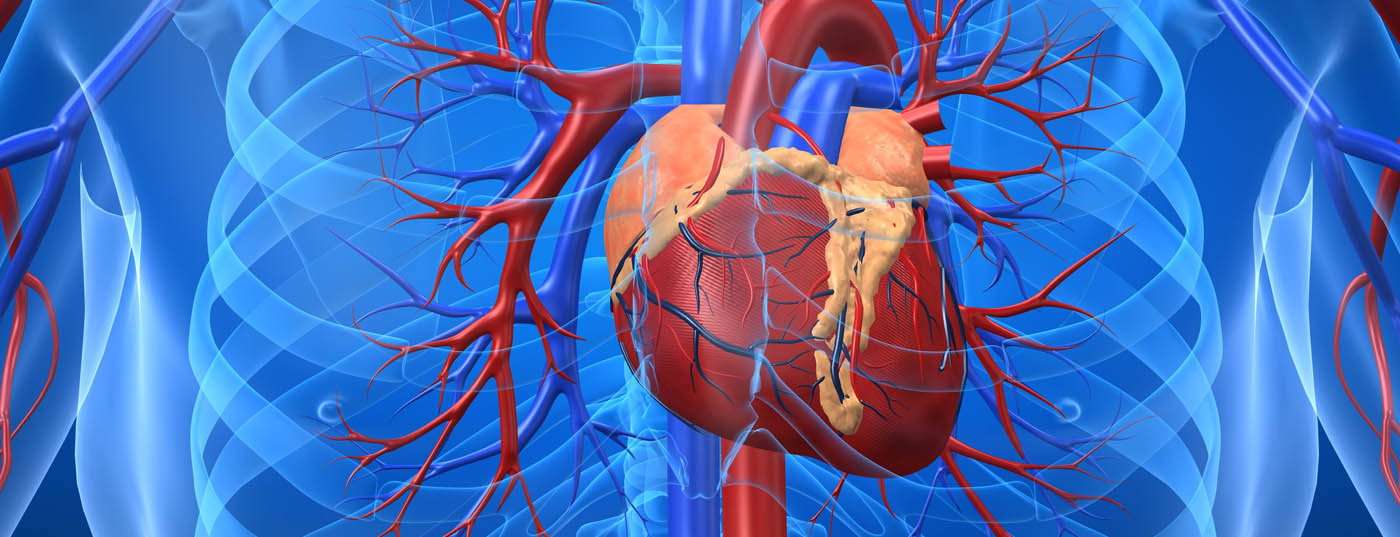 herz_kreislauf