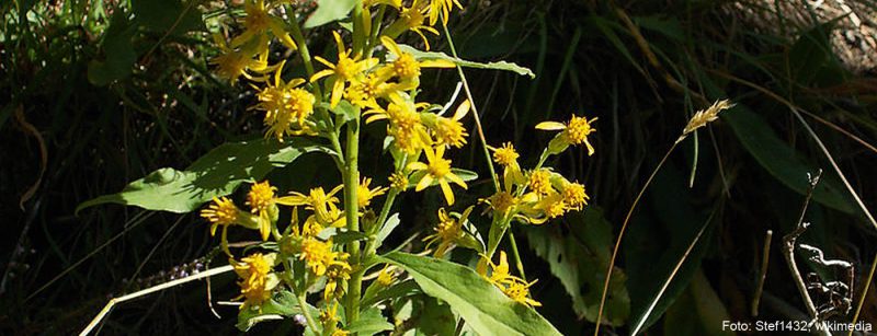 goldrute_solidago