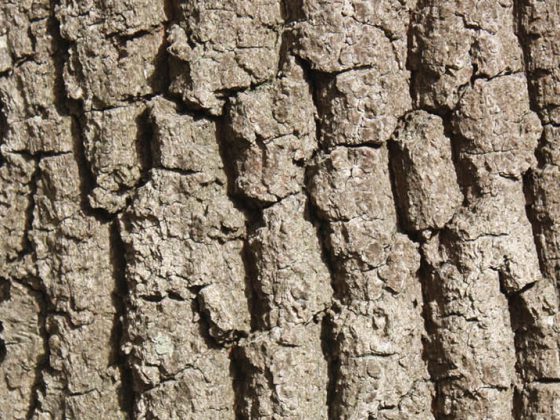head_eichenrinde