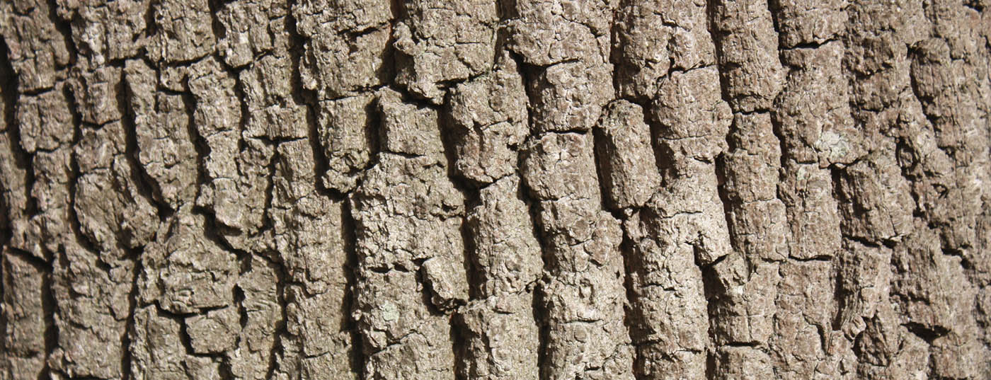 head_eichenrinde