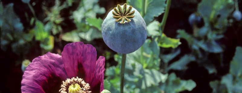 mohn_schlafmohn_papaver_opium