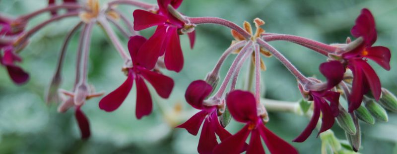 pelargonium-sidoides