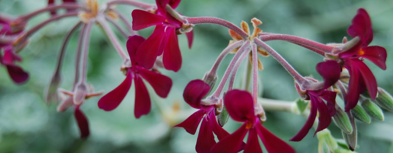 pelargonium-sidoides