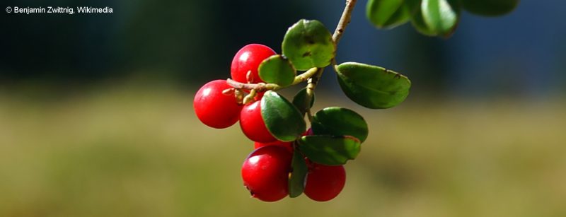 preiselbeere