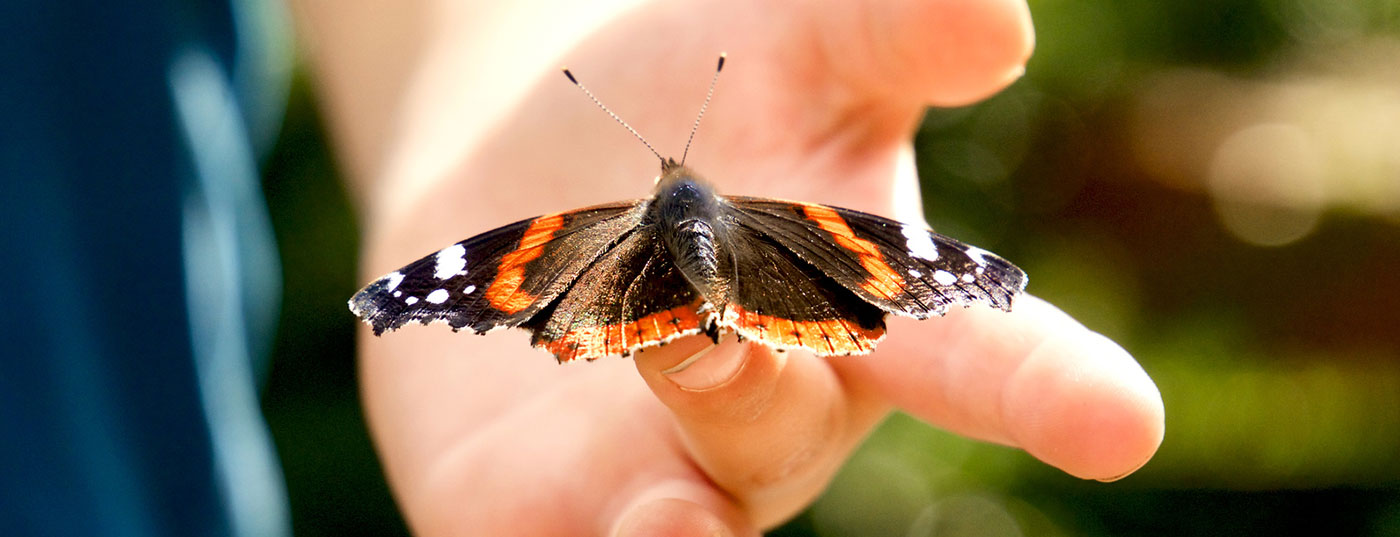 schmetterling