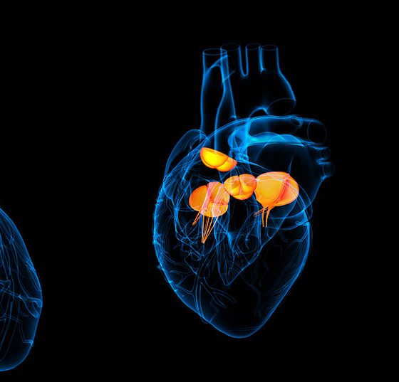 herzklappen_istock-629840910