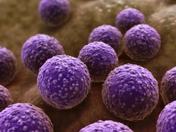staphylococcus_bacteria