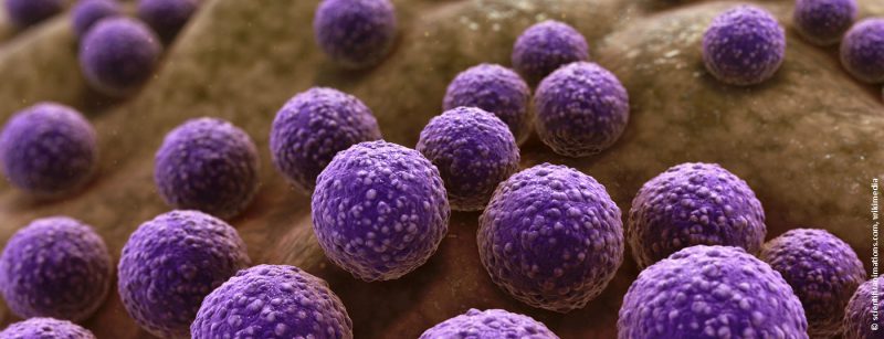 staphylococcus_bacteria