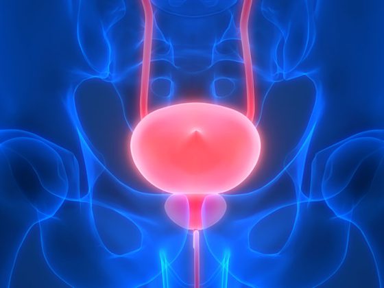 prostata_harnwege