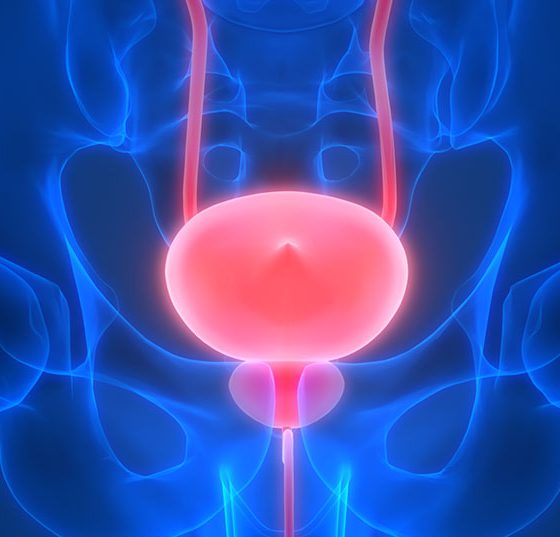 prostata_harnwege