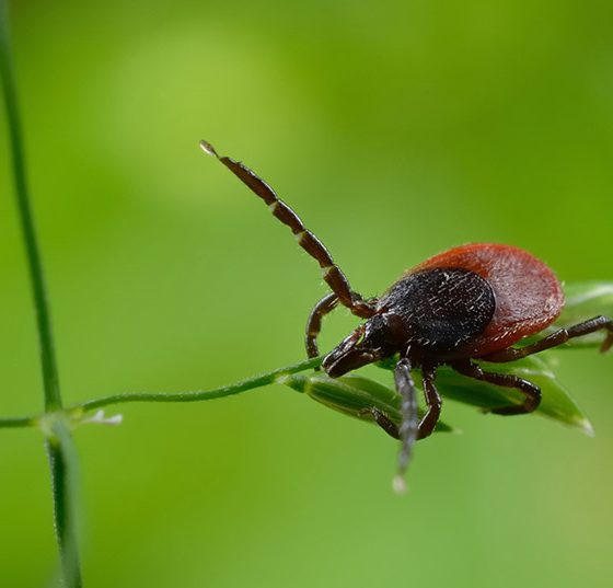 zecke_fsmh_borreliose