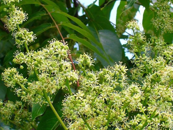 goetterbaum_ailanthus_altissima_002