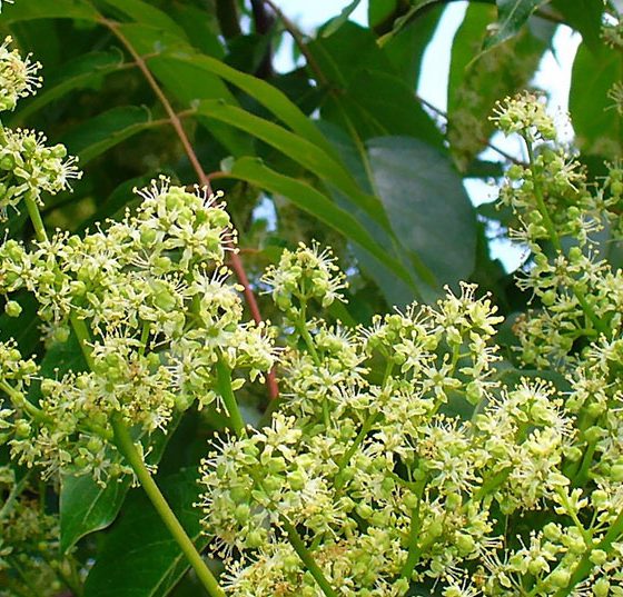 goetterbaum_ailanthus_altissima_002