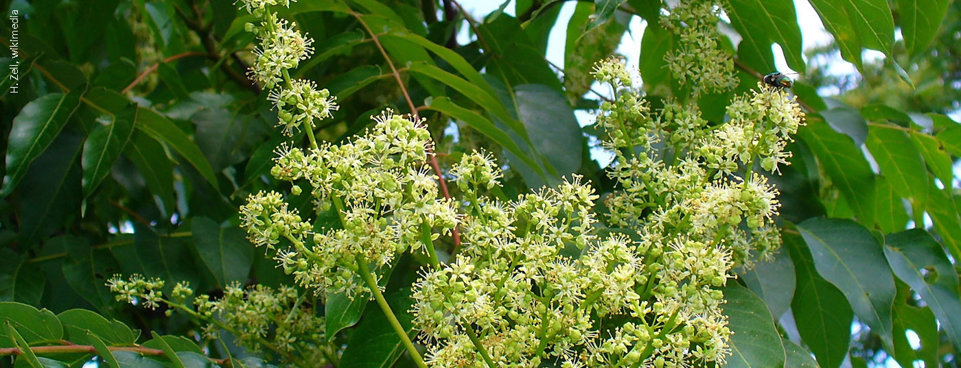 goetterbaum_ailanthus_altissima_002
