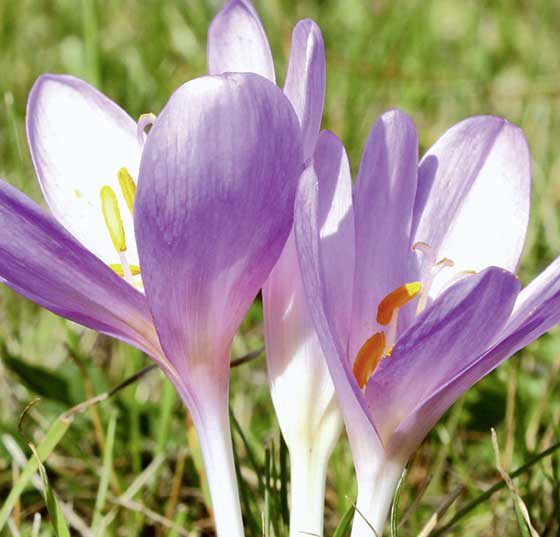 herbstzeitlose_istock-154319254