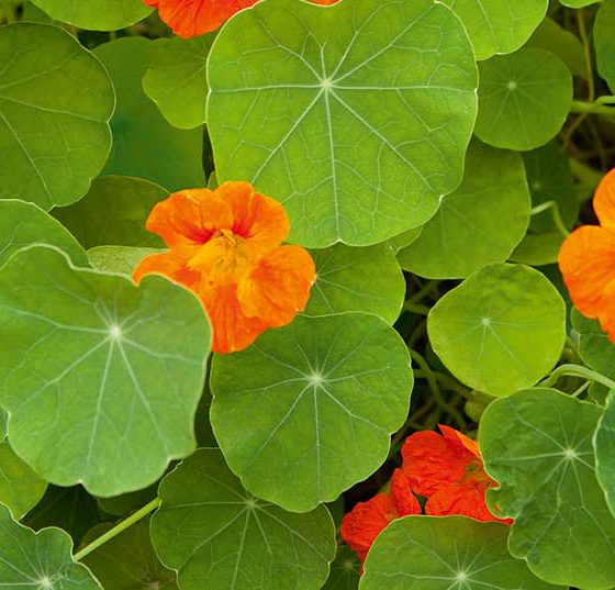 kapuzinerkresse_istock-991455104