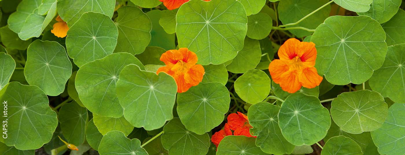 kapuzinerkresse_istock-991455104