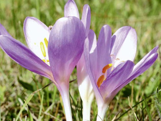 herbstzeitlose_istock-154319254