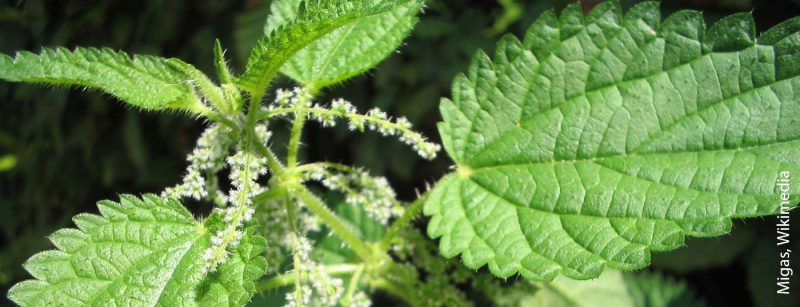brennessel_wiki