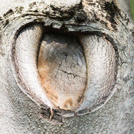 wunde_baum_istock-1161972878