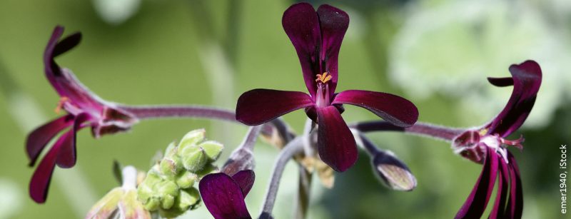 pelargonium_sidoides2