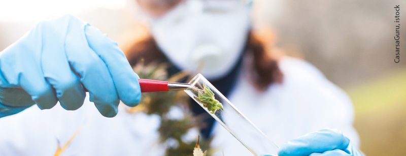 cannabis_istock-885599340