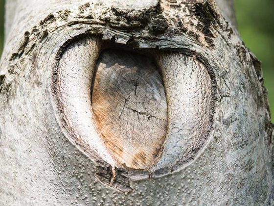 wunde_baum_istock-1161972878