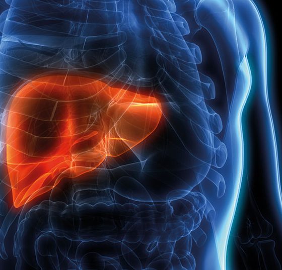 leber_istock-1022363720