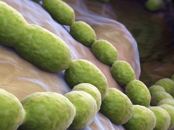 pneumokokken_istock-174812771