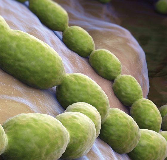 pneumokokken_istock-174812771