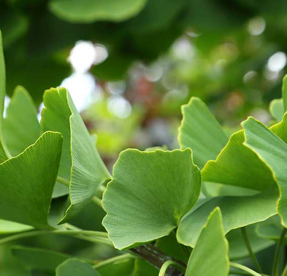 ginkgo2
