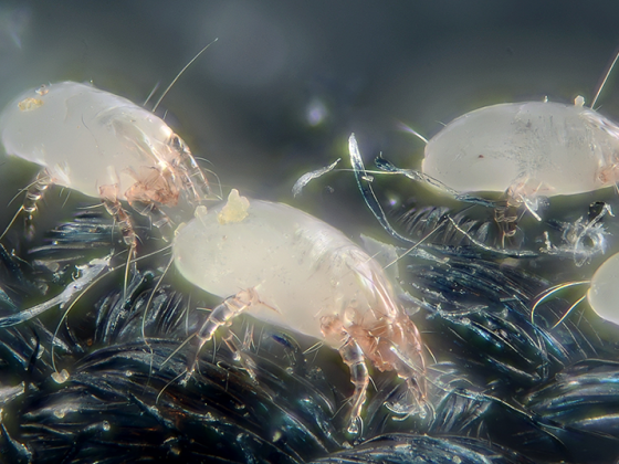 hausstaubmilben_wikimedia