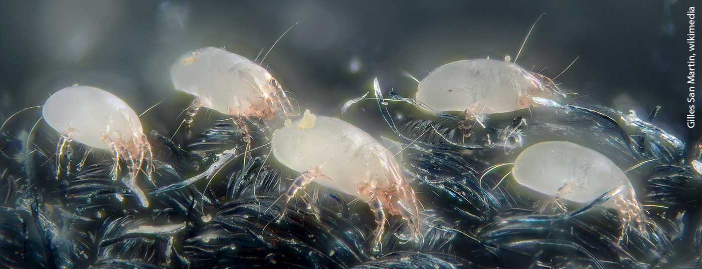 hausstaubmilben_wikimedia