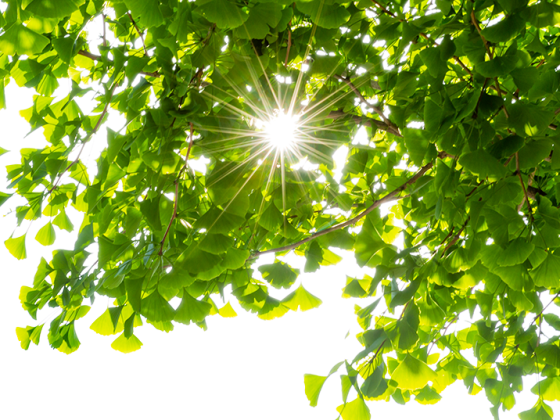 ginkgo_istock-1186816713