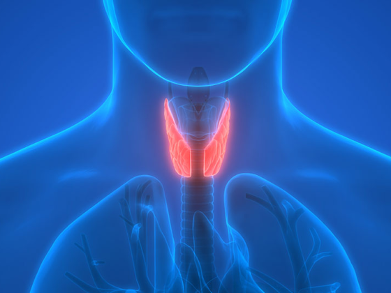 schilddruese_istock-879125820