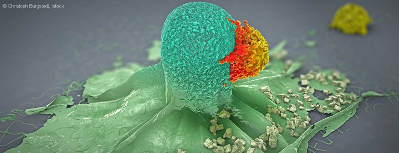 krebszelle_istock-980392876