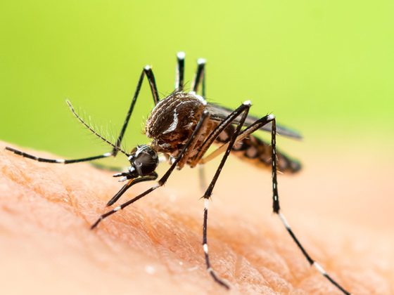 muecke_aedesagypti_gelbfieber_istock-1134819260