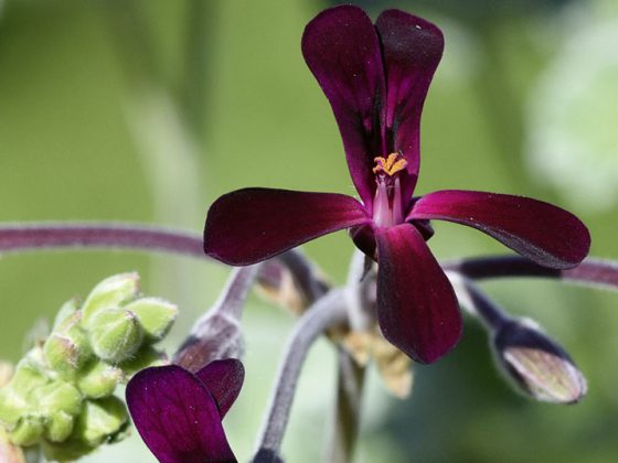 pelargonium_sidoides2