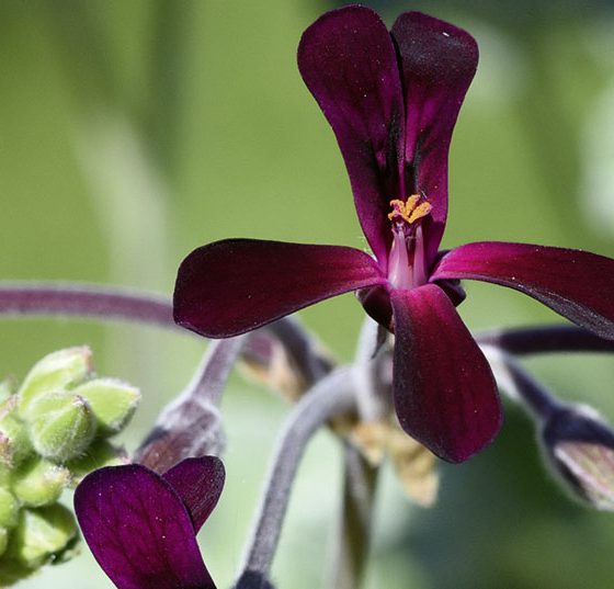 pelargonium_sidoides2