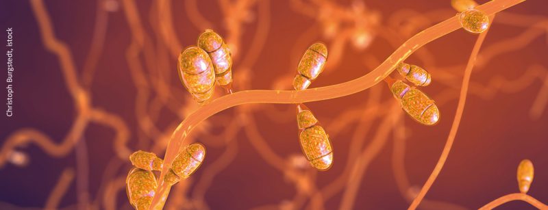 hautpilz_istock-1266817563