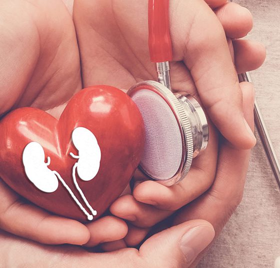 herz_niere_istock-1130391888