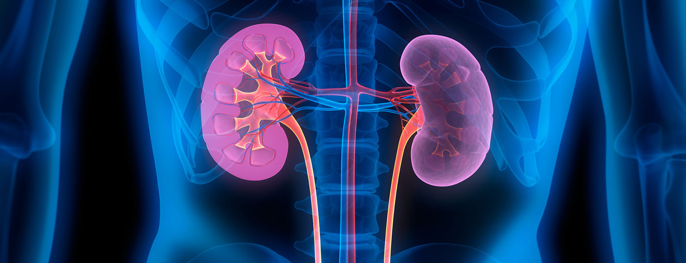 nieren2