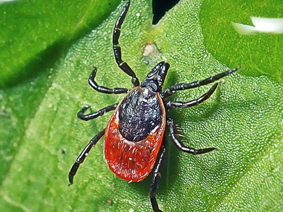 zecke_istock-1323013946