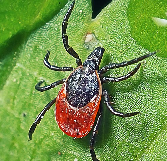 zecke_istock-1323013946