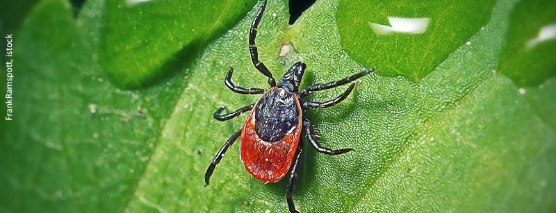 zecke_istock-1323013946