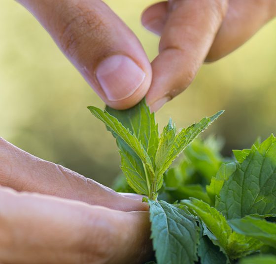 pfefferminz_istock-852617784