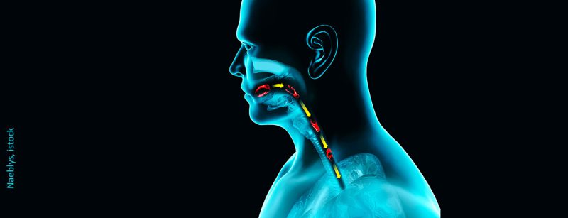 speiseroehre_istock-1201926595