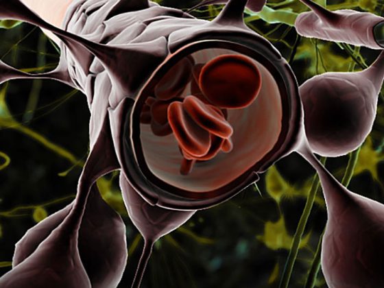 astrozyt_blood_brain_barriere