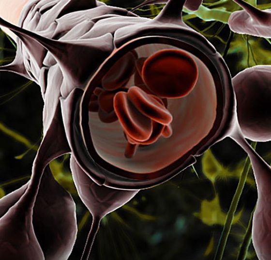 astrozyt_blood_brain_barriere